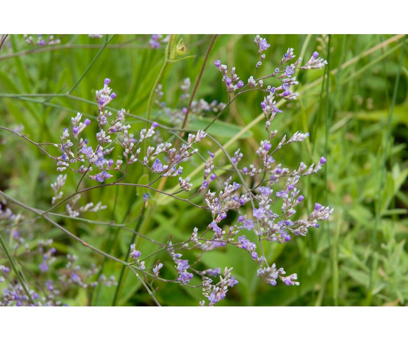 Sea Lavender